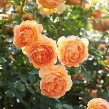 Lady Of Shalott Shrub Rose 6 Litre - image 1