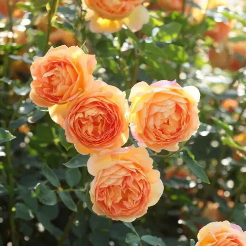 Lady Of Shalott Shrub Rose 6 Litre - image 1