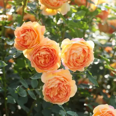 Lady Of Shalott Shrub Rose 6 Litre