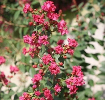 Lagerstroemia Rhapsody in Pink 12 Litre