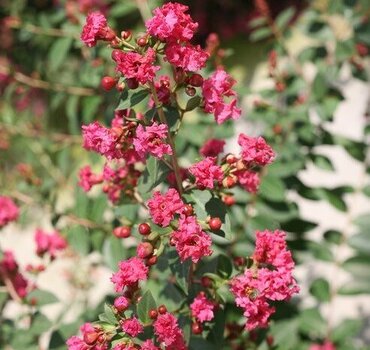Lagerstroemia Rhapsody in Pink 12 Litre