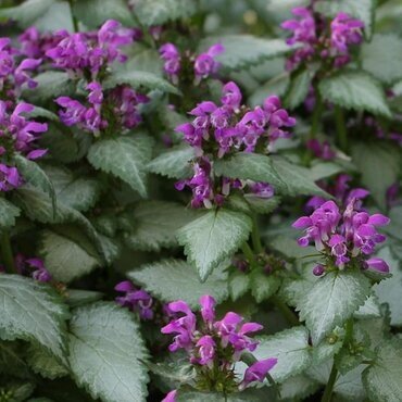 Lamium Beacon Silver 10.5cm