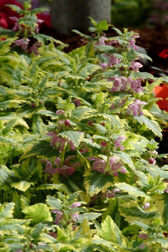 Lamium Maculatum Anne Greenaway 9cm