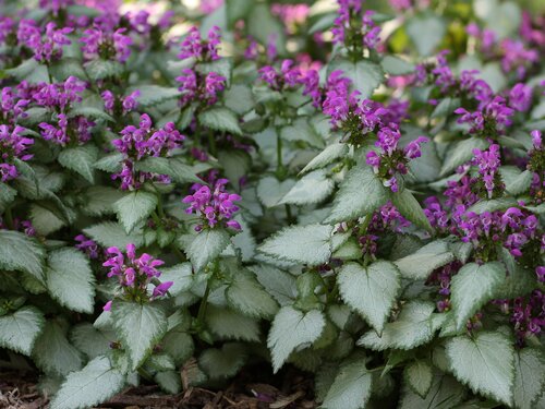 Lamium Maculatum Beacon Silver 9cm