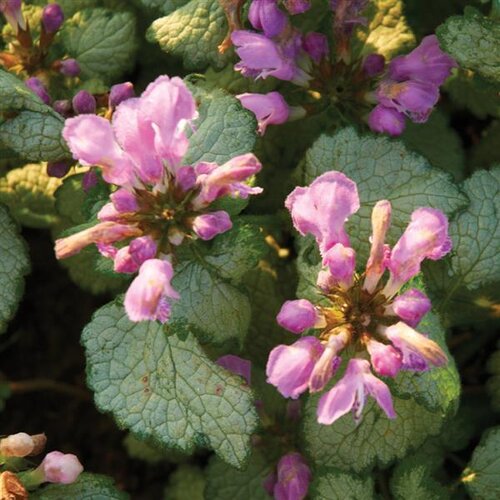Lamium Maculatum Red Nancy 9cm