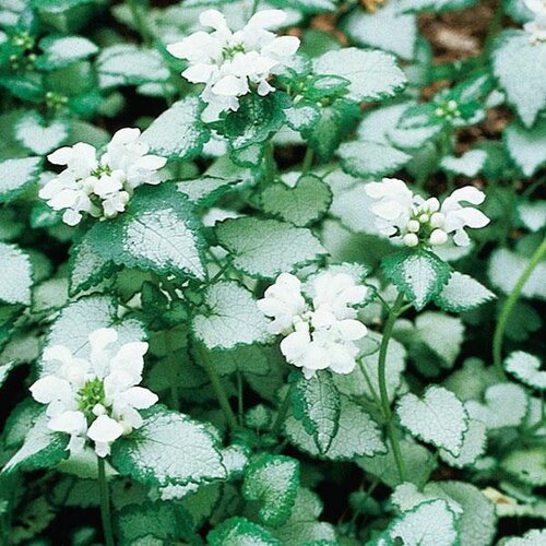 Lamium White Nancy 10.5cm
