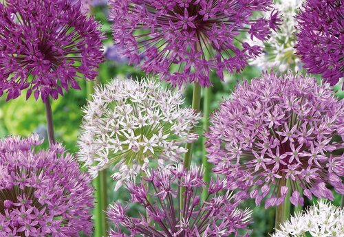 Landscape Bag Allium Large Mix 40