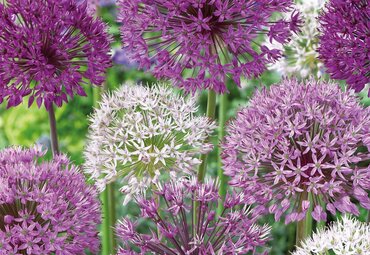 Landscape Bag Allium Large Mix 40
