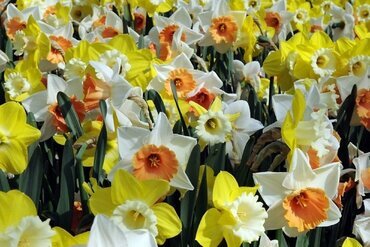 Landscape Bag Narcissus Botanical Mixed Colours