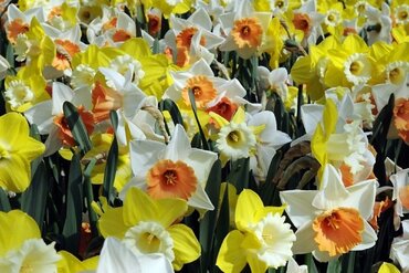 Landscape Bag Narcissus Botanical Mixed Colours