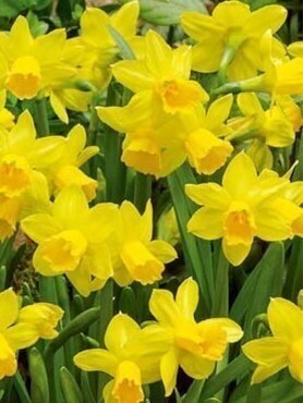 Landscape Bag Narcissus Tete A Tete