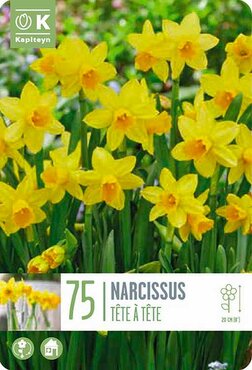 Landscape Bag Narcissus Tete A Tete