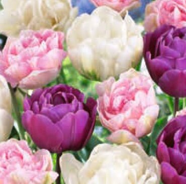Landscape Bag Tulip Double Pastel x 50