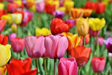 Landscape Bag Tulip Triumph Mixed Colours