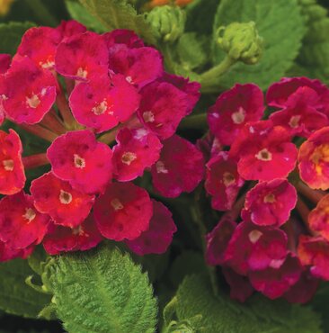 Lantana Cherry 1 Litre