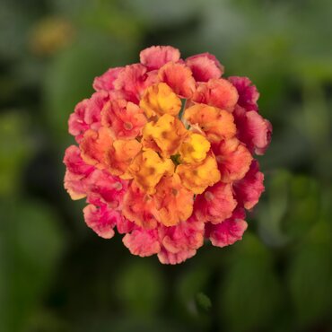 Lantana Evita Lemon and Pink 2 Litre