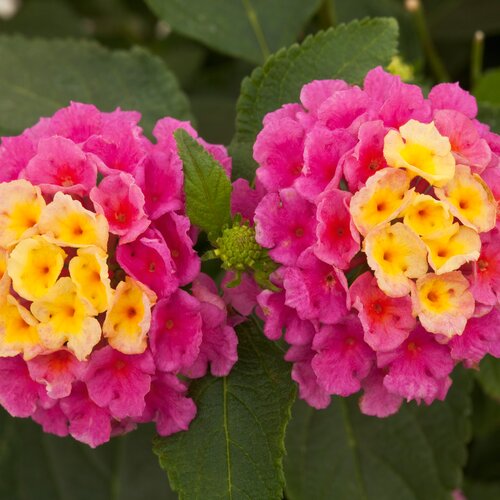 Lantana Evita Magenta 2 Litre