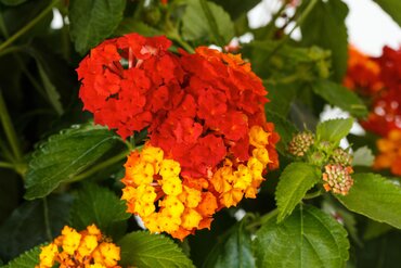 Lantana Evita Red 2 Litre