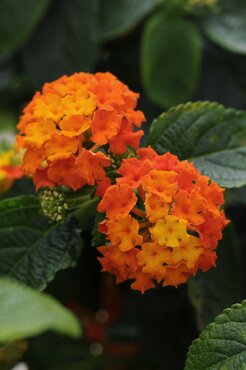 Lantana Flame 1 Litre