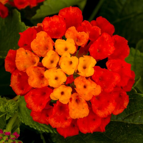Lantana Hot Blooded 1 Litre