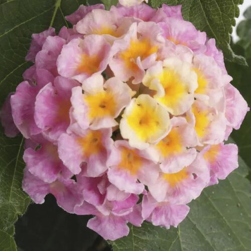 Lantana Hot Pink 1 Litre