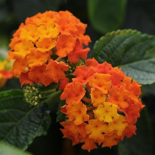Lantana Red Flame 1 Litre