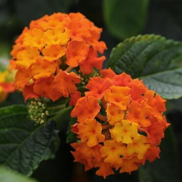 Lantana Red Flame 1 Litre