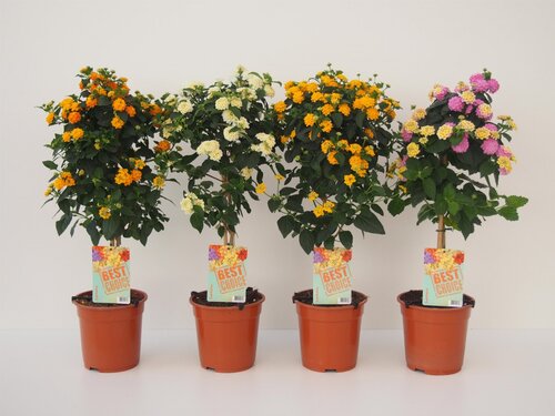 Lantana Standard 19cm