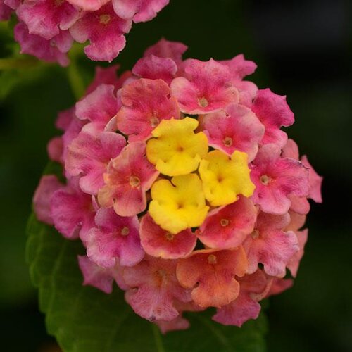 Lantana Sunrise Rose 1 Litre