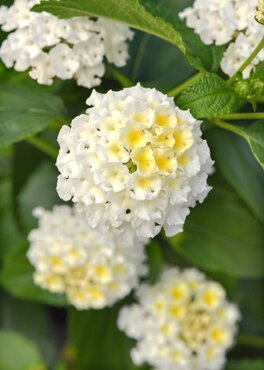 Lantana White 1 Litre