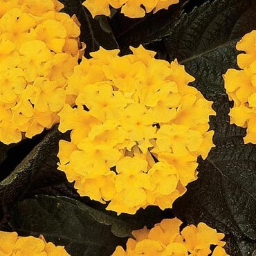 Lantana Yellow 1 Litre