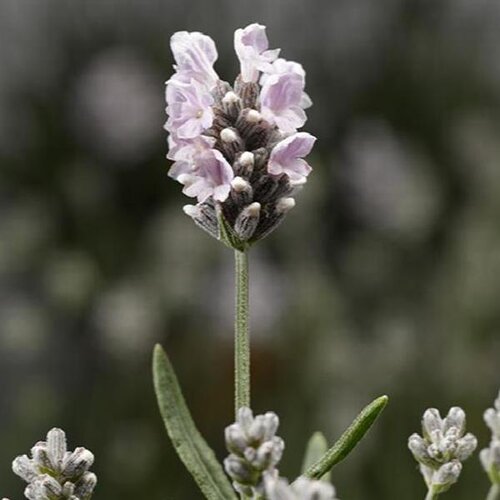 Lavandula Angustifolia Vintro White 9cm