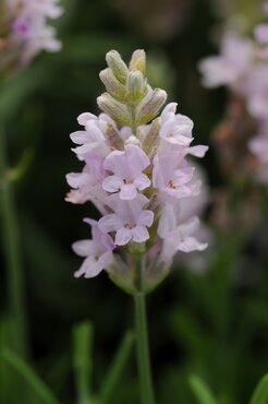 Lavandula Rosea 9cm
