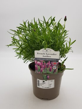Lavandula Stoechas Antibes 2 litre