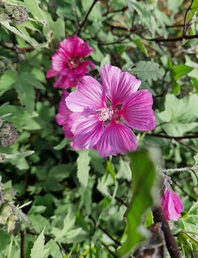 Lavatera Barnsley Baby 3 Litre - image 1