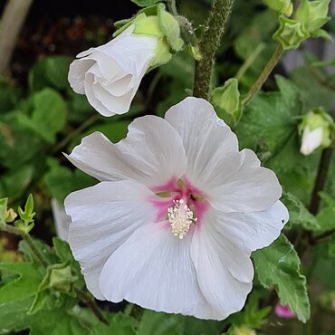 Lavatera Marshmallow Cherry Blush 3 Litre
