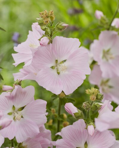 Lavatera Marshmallow Strawberry 3 Litre