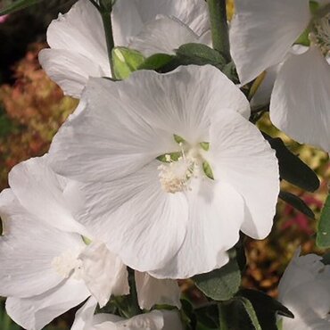Lavatera Marshmallow White 3 Litre - image 2