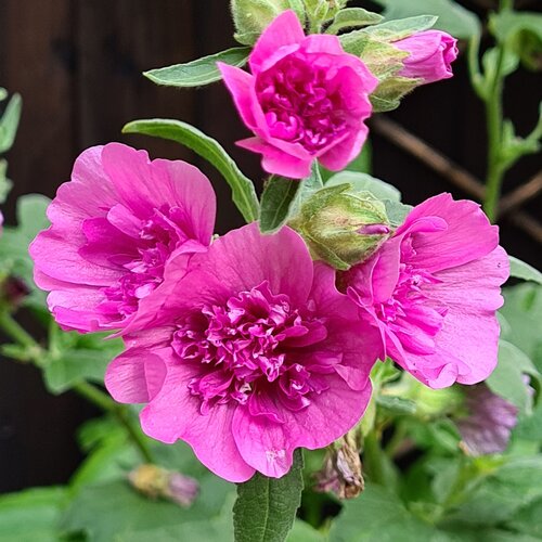 Lavatera Princess Pink 3 Litre