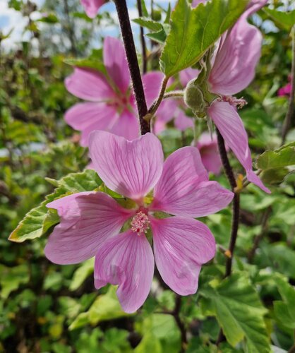 Lavatera Rosea 3 Litre