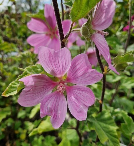 Lavatera X Clementii Ruby Star 3 Litre - image 1