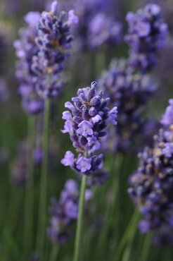 Lavender Angustifolia Blue Scent 9cm