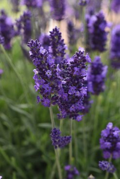 Lavender Angustifolia Blue Scent 9cm