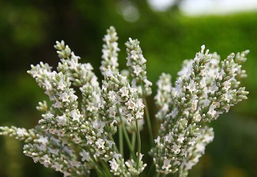Lavender Angustifolia Edelweiss 9cm