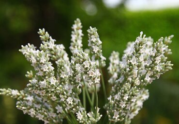 Lavender Angustifolia Edelweiss 9cm