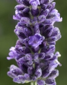 Lavender Angustifolia Vintro Bee Blue 9cm