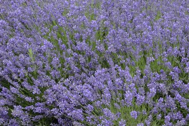 Lavender Anniversary Bouquet 3 Litre - image 2