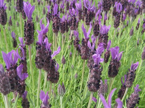 Lavender Anouk Deluxe Purple 4 Litre