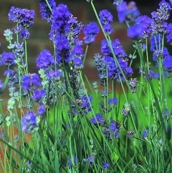 Lavender Arabian Nights 2 Litre - image 2