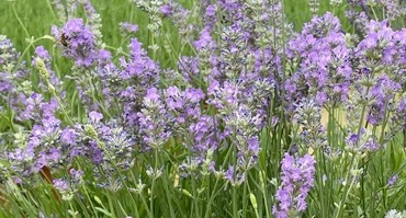 Lavender Ashdown Forest 3 Litre